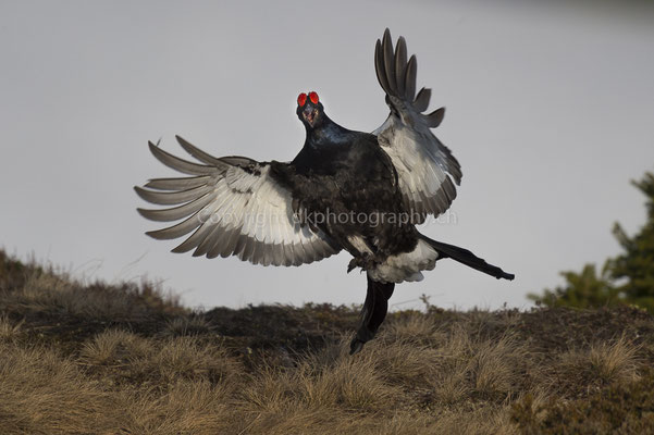 Birkhahn im Anflug (Tetrao tetrix), aufgenommen im Wallis (CH). Bild-Nummer: 223
