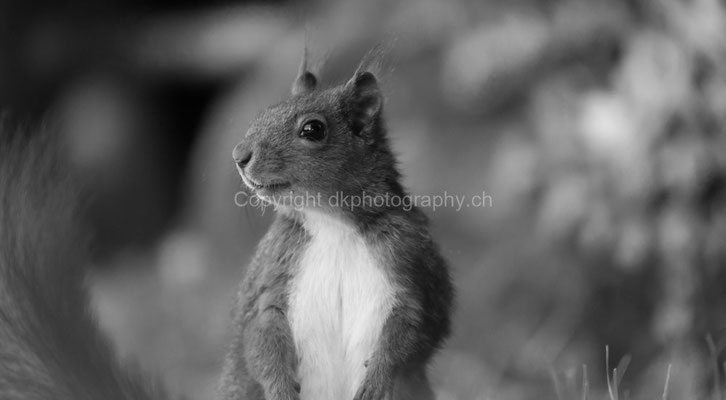 Aufmerksames Eichhörnchen bei der Futtersuche, aufgenommen in der Region Basel (CH). Bild-Nummer: 256