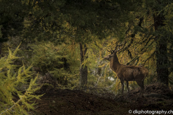 Rothirsch (Cervus elaphus) versteckt im Aletschwald, Riederalp (CH). Bild-Nummer: 345