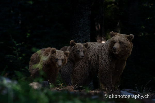 Jungbären (1.5 Jahre) mit Mutter, Slowenien.