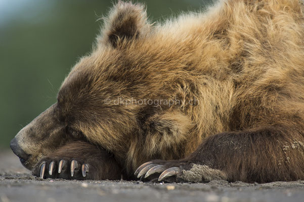 Taking a nap (Braunbär, Ursus arctos, Alaska) Bild-Nummer: 4
