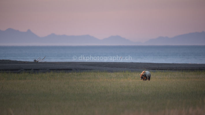 Grasen im Sonnenaufgang (Braunbär, Ursus arctos, Alaska) Bild-Nummer: 27