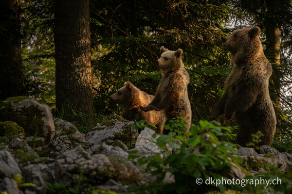 Jungbären (1.5 Jahre) mit Mutter, Slowenien.
