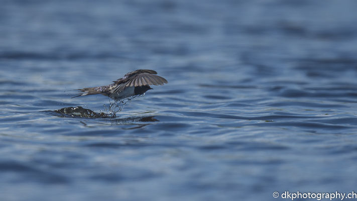 Rauchschwalbe (Hirundo rustica) beim Trinken, aufgenommen in Wales. Bild-Nummer: 338