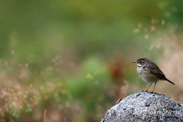 Junges Blaukehlchen, Norwegen, Sommer 2025