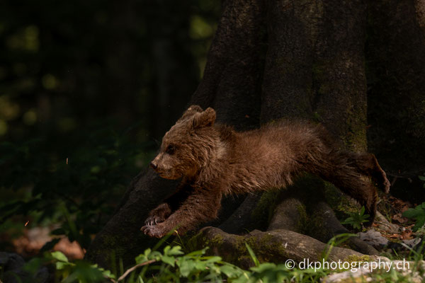 Jungbär im Sprint, ca 6 Monate, Slowenien.