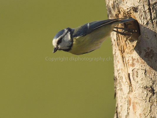 Absprung (Blaumeise, Cyanistes caeruleus), aufgenommen in Laufen (CH). Bild-Nummer: 236