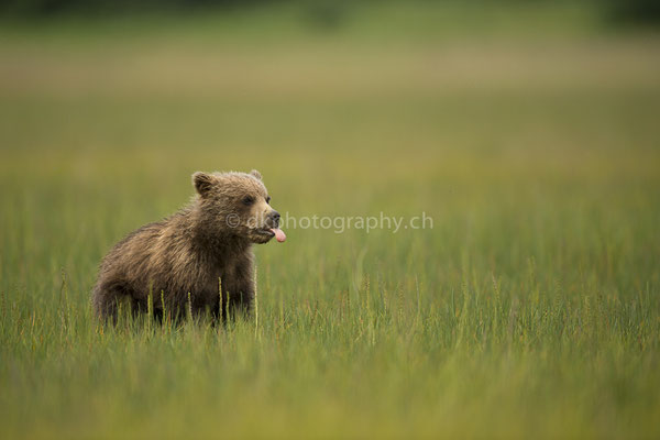 Jungbär, halbjähring (Braunbär, Ursus arctos, Alaska) Bild-Nummer: 3