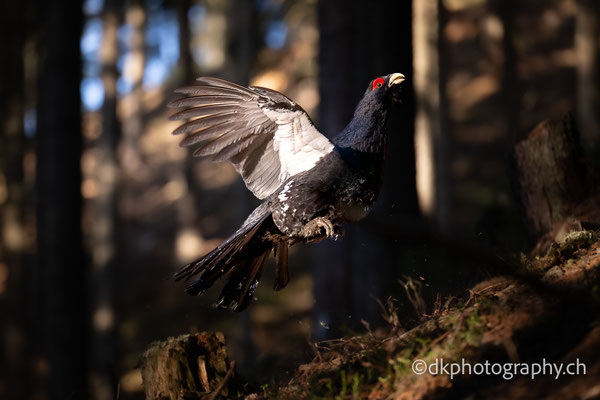 Capercaillie wildlife photo photography nature