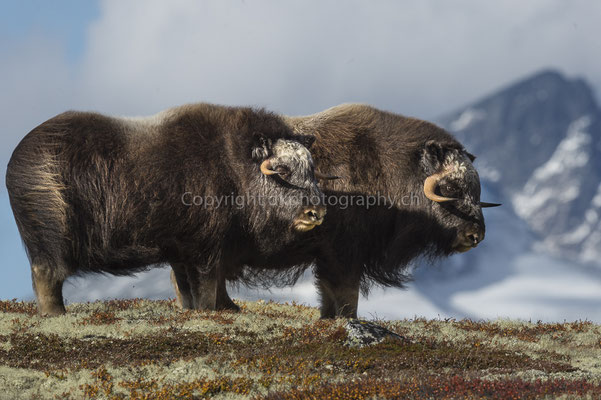 Moschusochse 5 (Ovibus moschatus), aufgenommen in Norwegen Bild-Nummer: 202