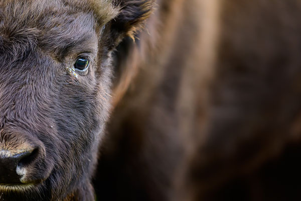 Wisent (Jungtier, 0.5 Jahre), Dezember 2022