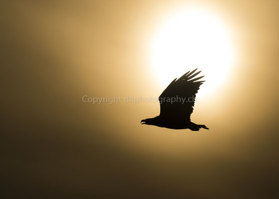 Seeadler 22 (Haliaeetus albicilla), aufgenommen in Norwegen Bild-Nummer: 212