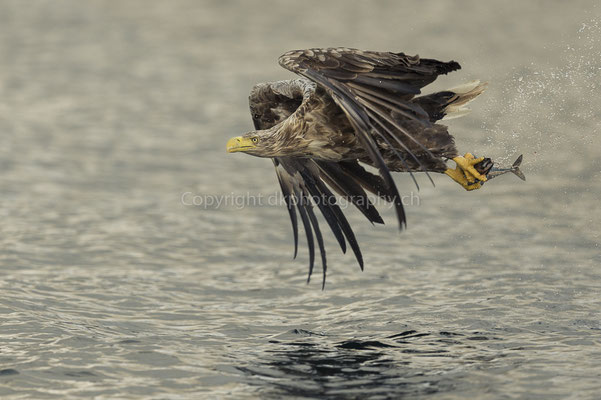 Seeadler 2 (Haliaeetus albicilla), aufgenommen in Norwegen Bild-Nummer: 173