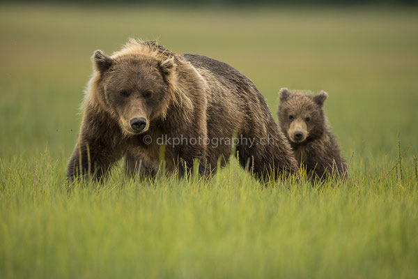 Crimpear mit einem ihrer Jungen (Braunbär, Ursus arctos, Alaska) Bild-Nummer: 35