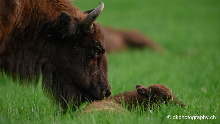 Wisent Mutter mit Kalb, August 2023