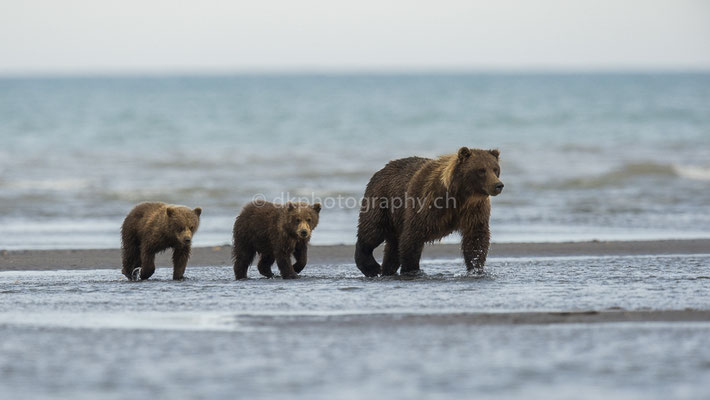 Moving on (Braunbär, Ursus arctos, Alaska) Bild-Nummer: 13