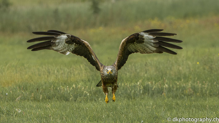Rotmilan (Milvus milvus), aufgenommen in Wales. Bild-Nummer: 341