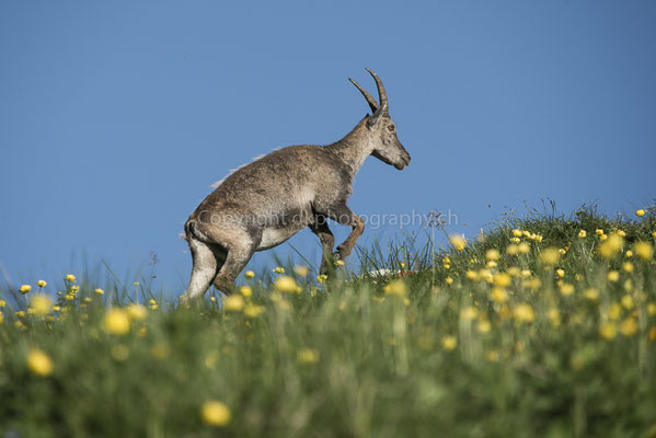 Aufstieg (Steinbockweibchen, Capra ibex), aufgenommen am Augstmatthorn (CH). Bild-Nummer: 249