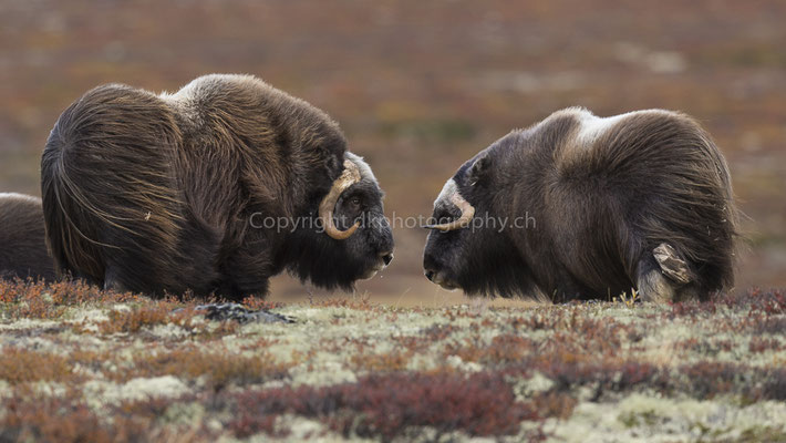 Moschusochse 6 (Ovibus moschatus), aufgenommen in Norwegen Bild-Nummer: 203