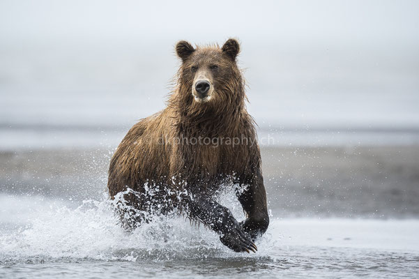 Lachsfang 1 (Braunbär, Ursus arctos, Alaska) Bild-Nummer: 8
