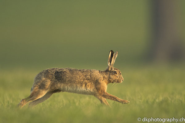 Feldhase 3 (Lepus europaeus), aufgenommen in Deutschland. Bild-Nummer: 311