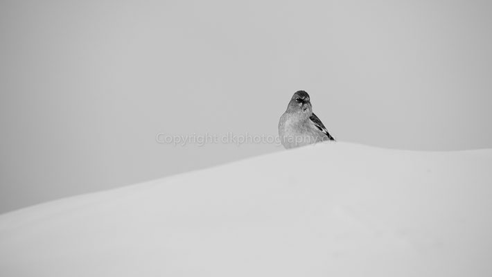 Schneesperling (Montifringilla nivalis), aufgenommen im Wallis (CH). Bild-Nummer: 225