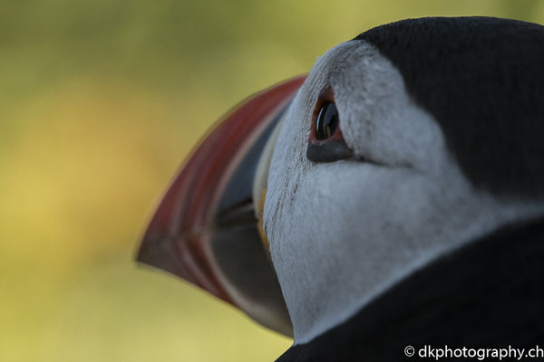 Papageitaucher (Fratercula arctica) ganz nahe, aufgenommen in Wales. Bild-Nummer: 336