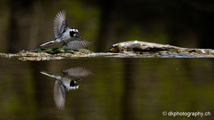 Abflug der Bachstelze, Schweiz.