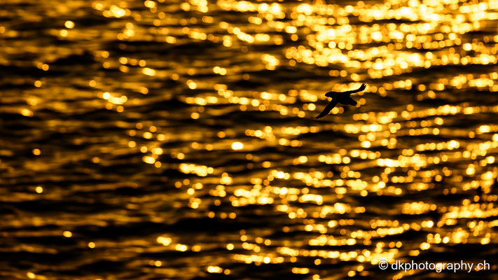 Flug zum Sonnenuntergang