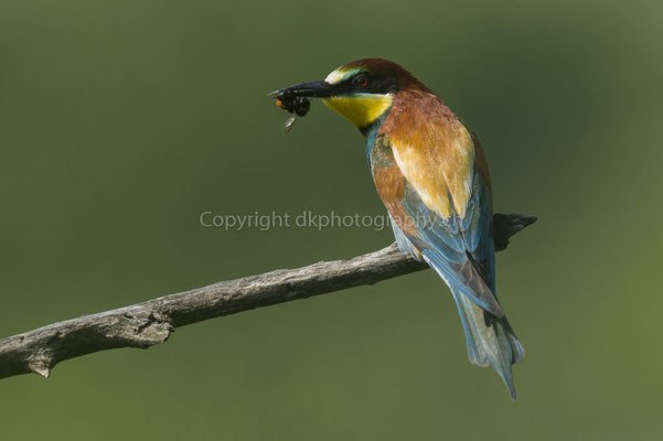 Erfolgreicher Bienenfresser (Merops apiaster), aufgenommen im Kaiserstuhl (D). Bild-Nummer: 219