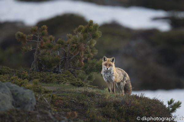Rotfuchs auf der Riederalp (Vulpes vulpes). Bild-Nummer: 321