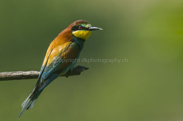 Ansitz (Bienenfresser, Merops apiaster), aufgenommen im Kaiserstuhl (D). Bild-Nummer: 218
