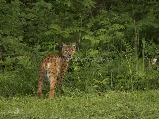 Luchs 1 (Lynx), aufgenommen im Kanton Baselland (CH). Bild-Nummer: 231