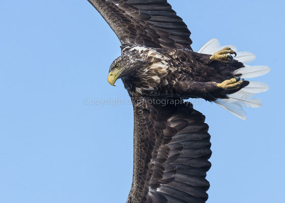 Seeadler 4 (Haliaeetus albicilla), aufgenommen in Norwegen Bild-Nummer: 175
