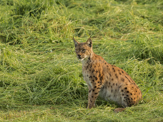 Luchs 2 (Lynx), aufgenommen im Kanton Baselland (CH). Bild-Nummer: 232