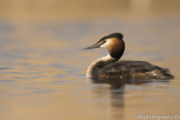 Haubentaucher (Podiceps cristatus), aufgenommen in Champ-Pittet (CH). Bild-Nummer: 319