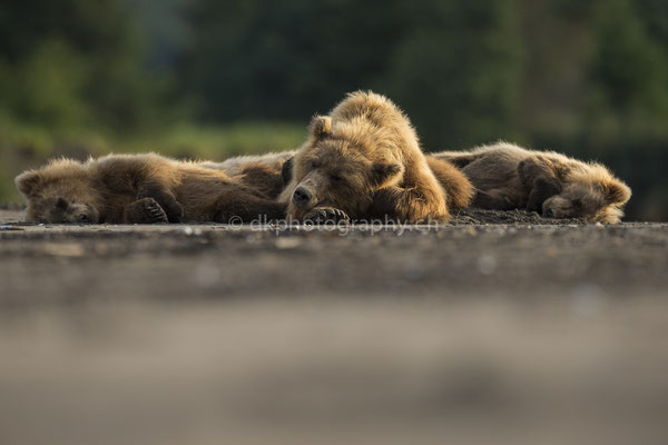 Sleeping in (Braunbär, Ursus arctos, Alaska) Bild-Nummer: 26