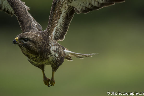 Mäusebussard (Buteo buteo), aufgenommen in Wales. Bild-Nummer: 340