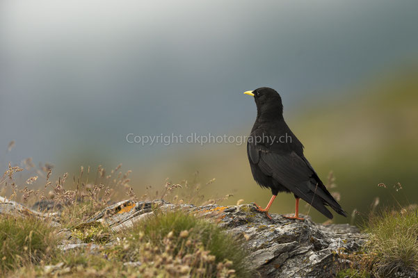 Alpendohle (Pyrrhocorax graculus), aufgenommen im Wallis (CH). Bild-Nummer: 215