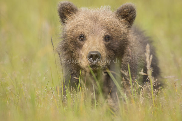 Junges von Solstice, halbjährig (Braunbär, Ursus arctos, Alaska) Bild-Nummer: 20