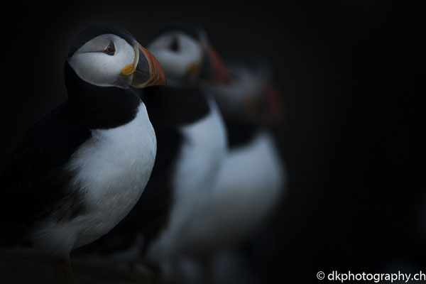 Papageitaucher (Fratercula arctica), aufgenommen in Wales. Bild-Nummer: 331