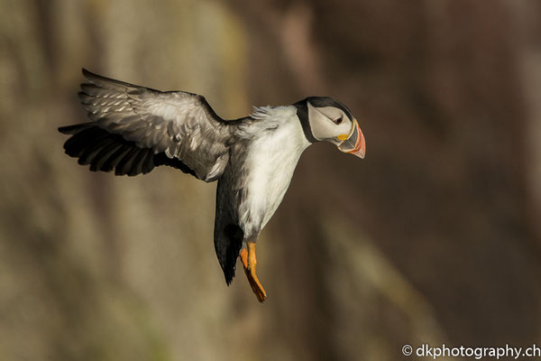 Papageitaucher (Fratercula arctica), aufgenommen in Wales. Bild-Nummer: 325