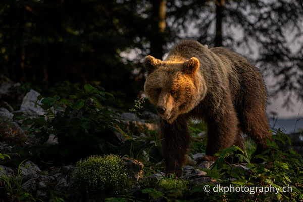 Bärin im Abendlicht, Slowenien.