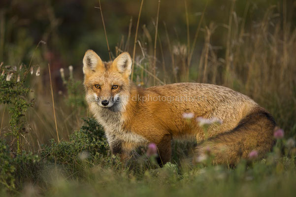 Rotfuchs 6 (Red fox, Canada) Bild-Nummer: 40