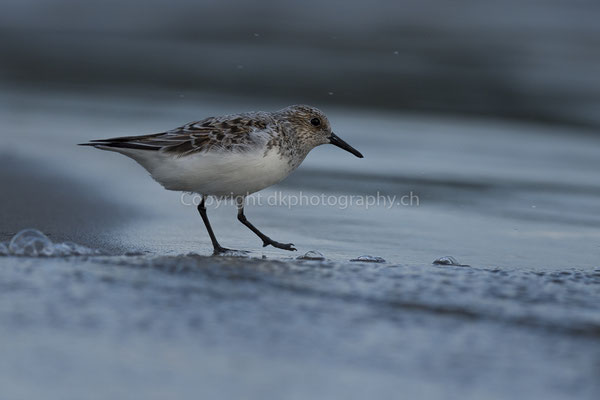 Zwergstrandläufer 1 (Calidris minuta), aufgenommen in Cudrefin (CH). Bild-Nummer: 226