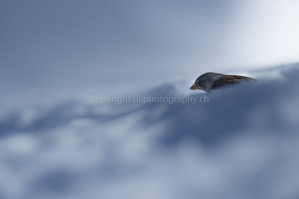 Schneesperling (Montifringilla nivalis), aufgenommen im Wallis (CH). Bild-Nummer: 171