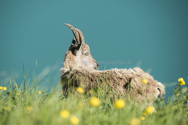 Junger Steinbock (Capra ibex), aufgenommen am Augstmatthorn (CH). Bild-Nummer: 250