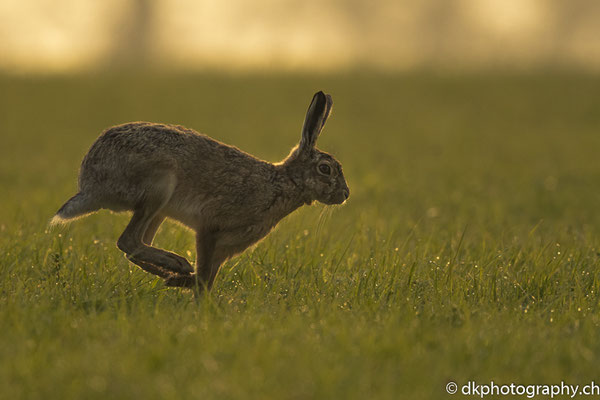 Feldhase 4 (Lepus europaeus), aufgenommen in Deutschland. Bild-Nummer: 312