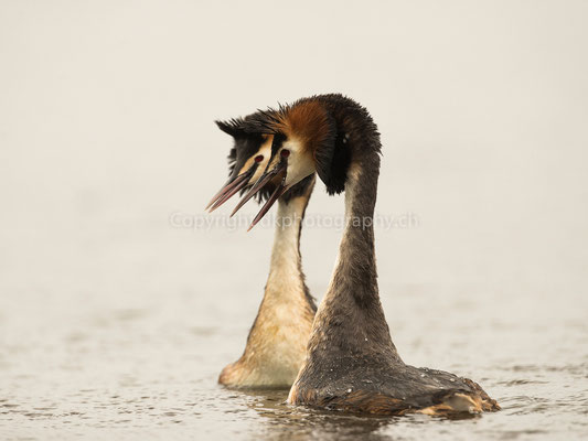 Balzende Haubentaucher (Podiceps cristatus), aufgenommen in Champ-Pittet (CH). Bild-Nummer: 254