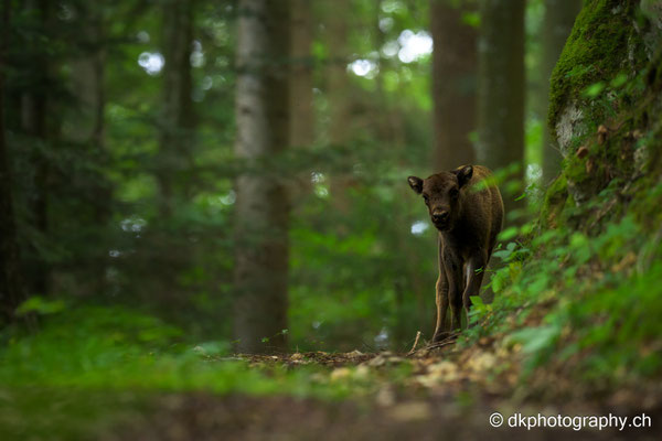Wisent, Welschenrohr, european bison, wildlife photo